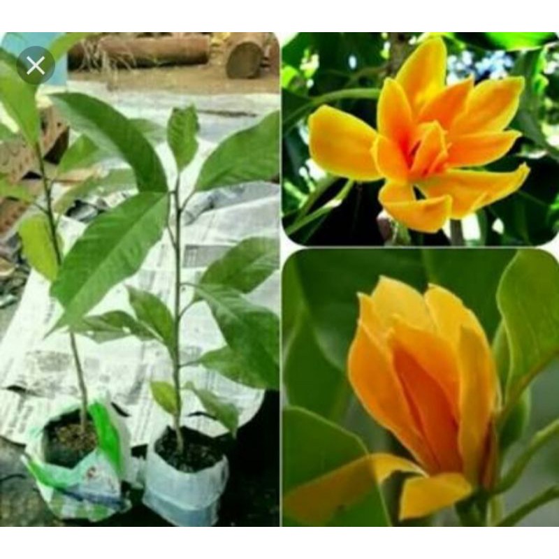 bibit kembang gading/kantil kuning