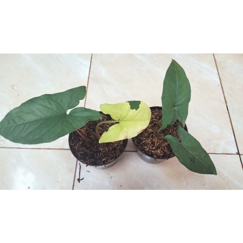 Ragam'S: Syngonium varigata yellow - syngonium yellow variegata