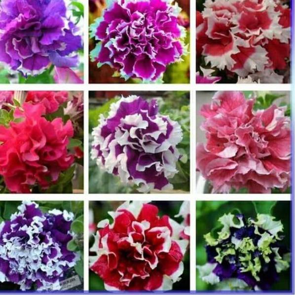 [Terlaris Today] Biji Bunga Petunia Double Petak Mix