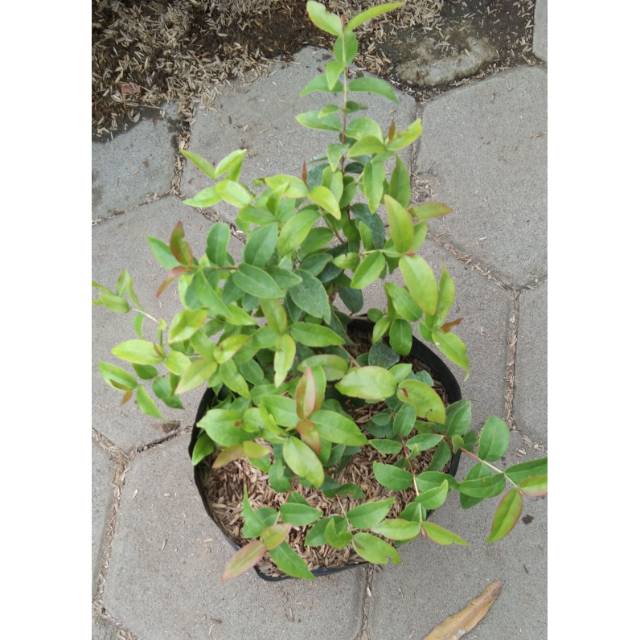 Bibit tanaman Dewa ndaru