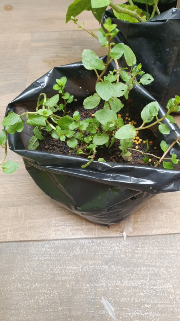 Tanaman Herbal - Cocomint Atau Coklat Mint