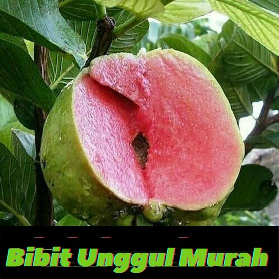 Bibit tanaman jambu sukun merah tanpa biji hasil stek okulasi