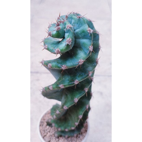 Kaktus Cereus Forbesii Spiralis Ukuran 18cm Up