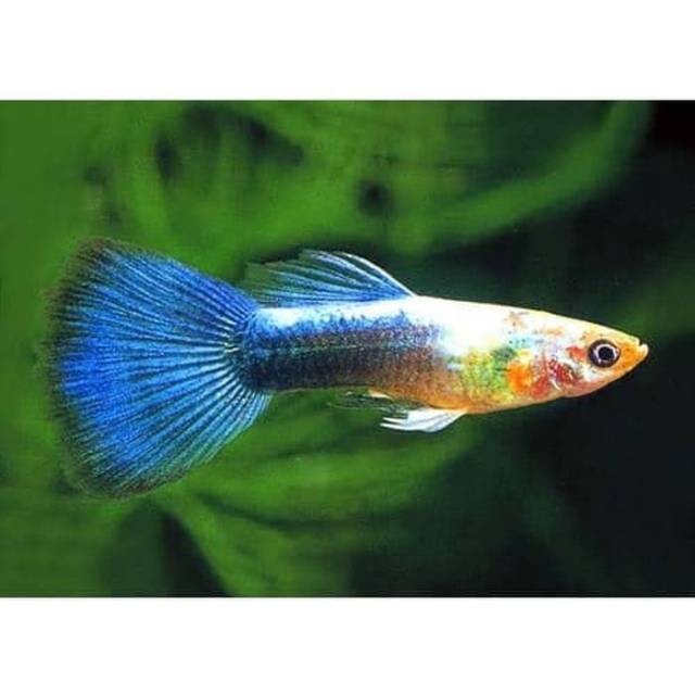 Ikan Hias Guppy Blue Neon Shopee Indonesia