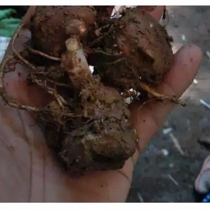 BONGGOL KELADI BARET MERAH THAILAND