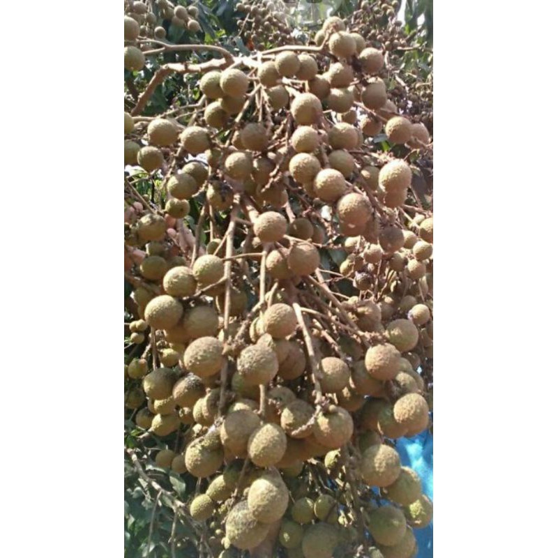 BIBIT KELENGKENG PUANGPHET