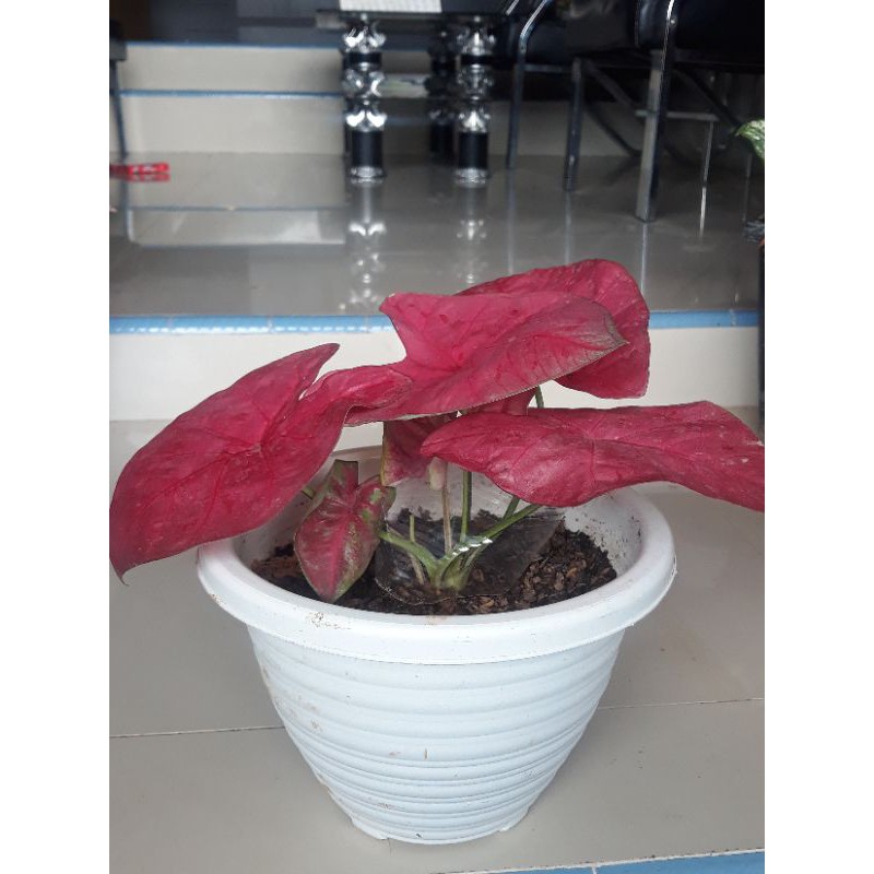 keladi sexy pink