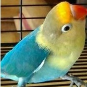 burung lovebird parkblue dewasa/baby