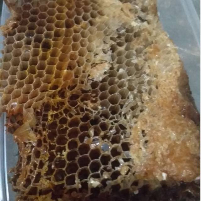 

Madu Sarang Hutan Sialang Lebah liar 500gram