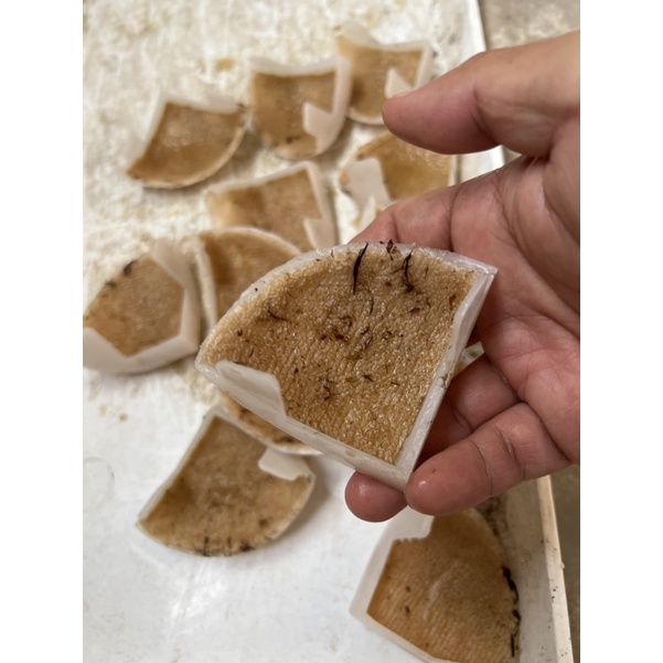 Sarang Walet Sudut Imitasi BerAroma dan Ber Bulu / sarang walet siku imitasi / sarang walet segitiga