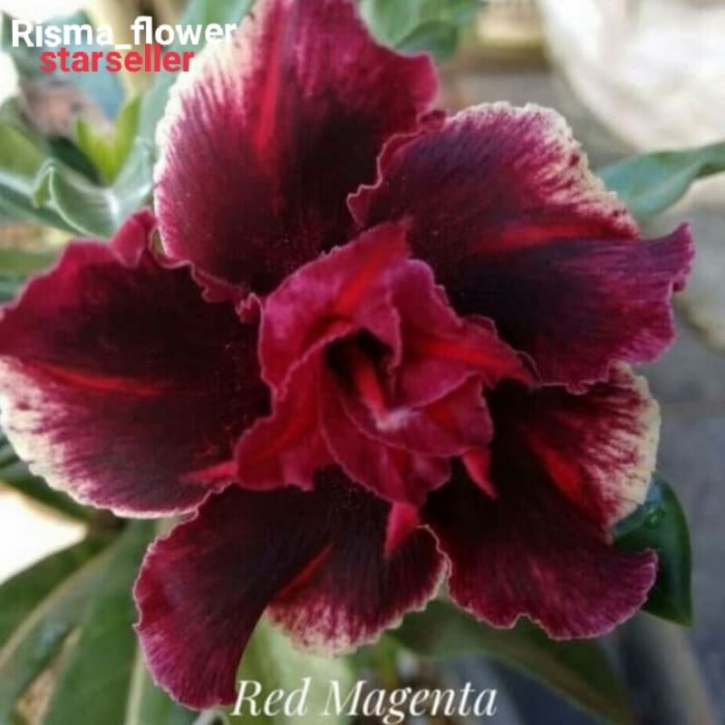 POHON ADENIUM RED MAGENTA BONGGOL BESAR / TANAMAN HIAS KAMBOJA JEPANG