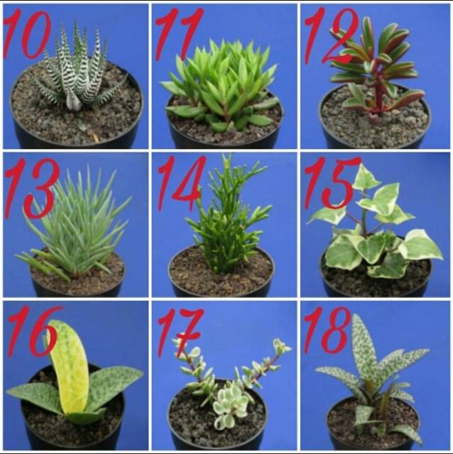Kaktus dan sukulen lokal GRATIS POT