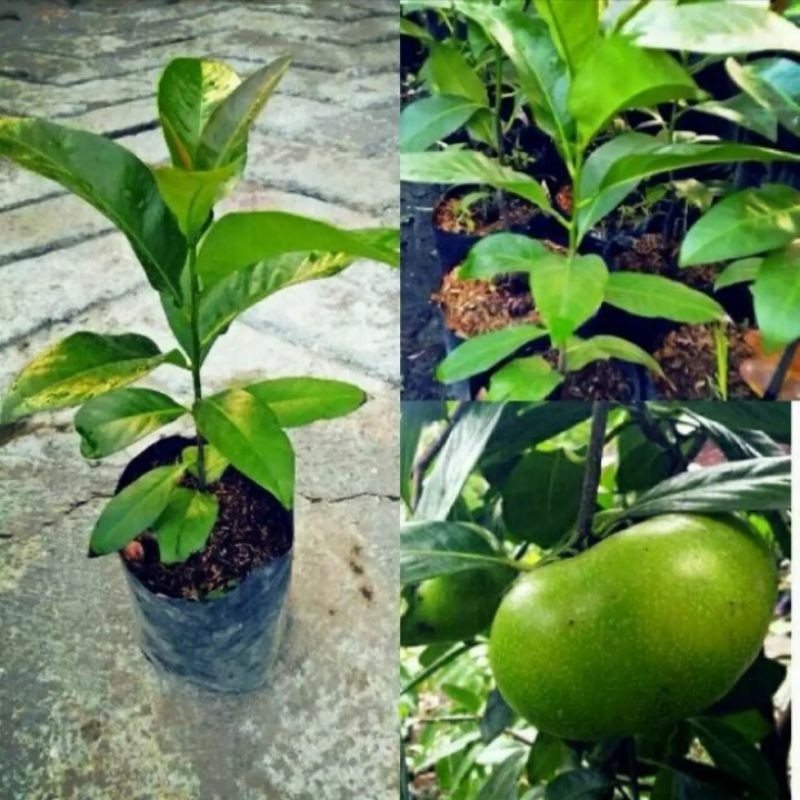 Bibit Buah Black Sapote Giant
