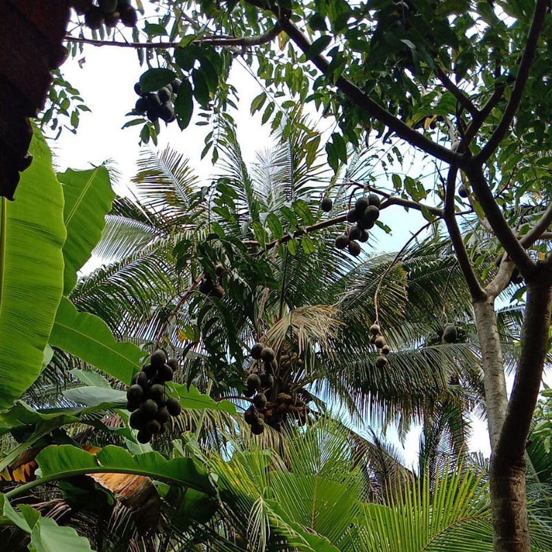 

buah kedondong langsung dari pohonnya