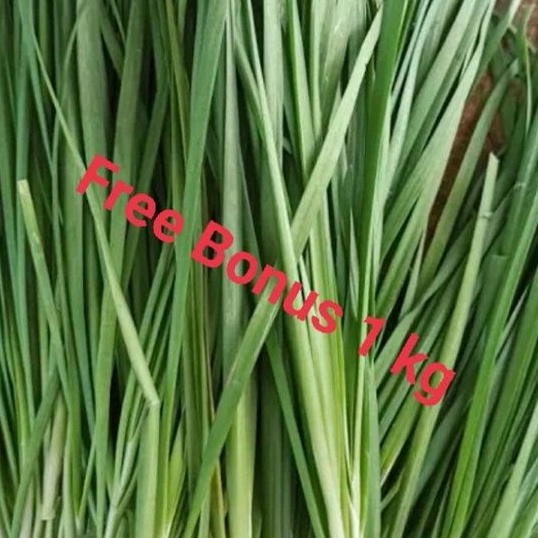 

Kucai Daun + Gratis Bonus