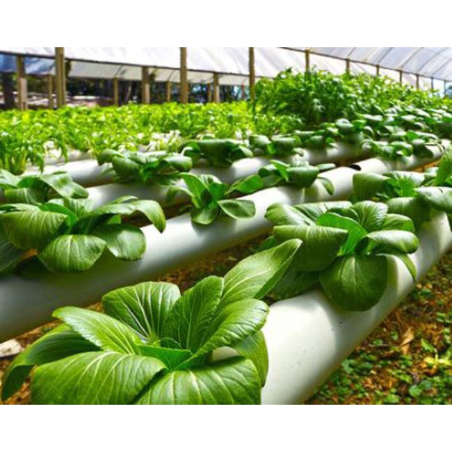 BENIH SAYURAN UNGGUL TERLENGKAP TERJANGKAU BIBIT KUBIS TOMAT SAWI TERONG CABE BUNCIS BAYAM KANGKUNG-3