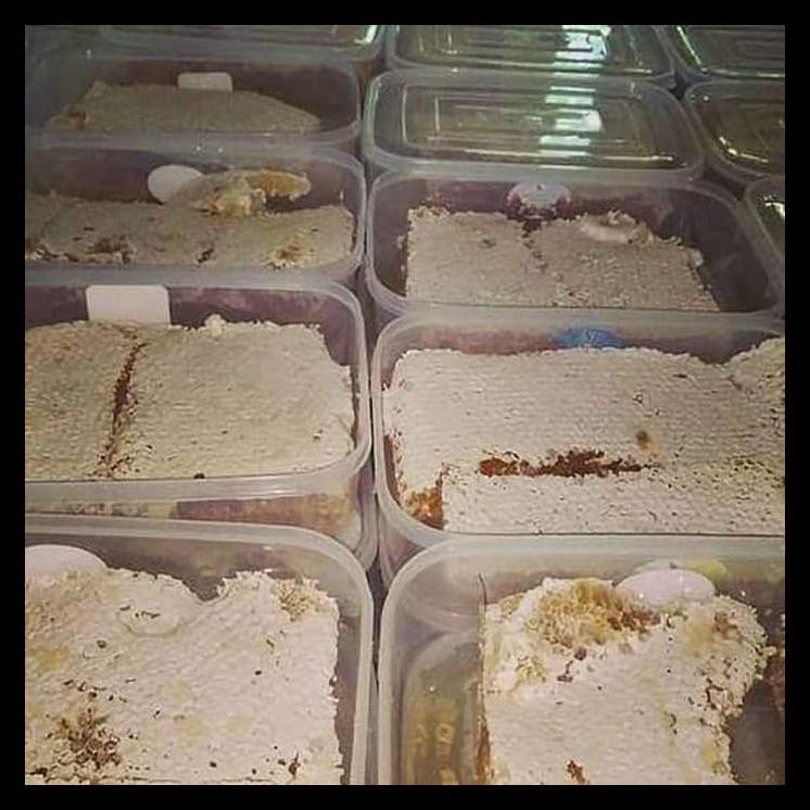 

GRATIS ! Madu Sarang / Honeycomb / Raw Honey