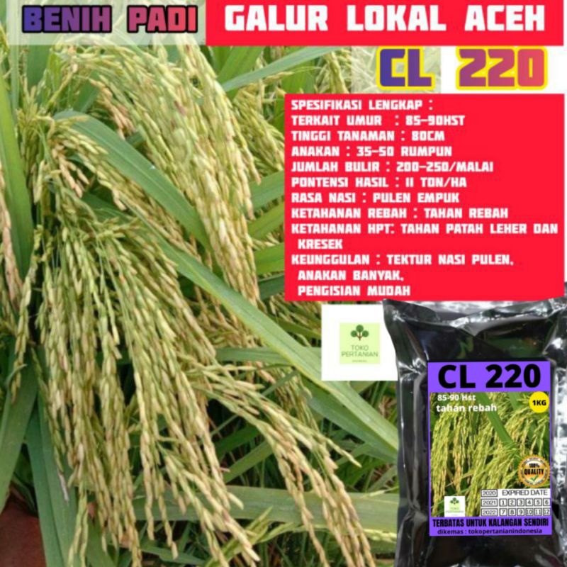 COD Benih padi cl220 original berkualitas dan tahan patah leher 1kg.-3