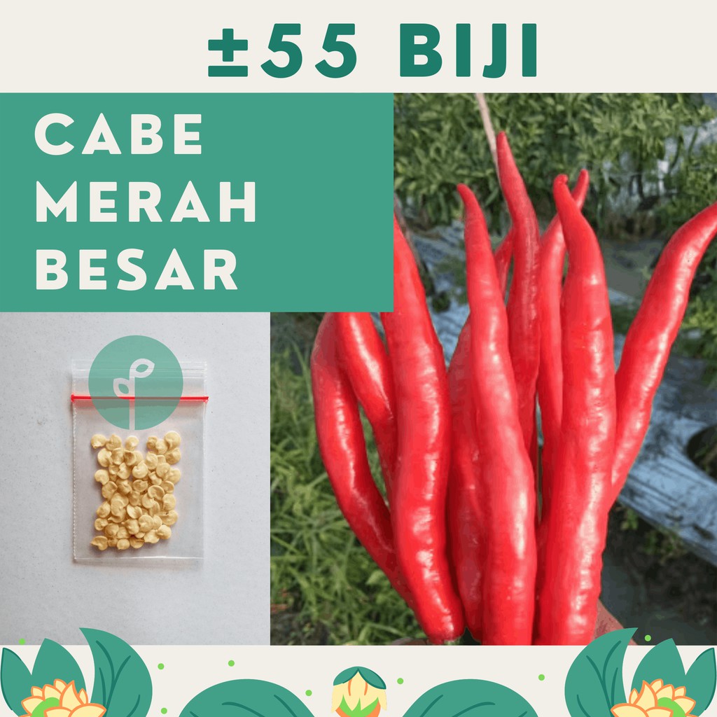 Bibit Sayuran Benih Sayur Paket Lengkap Hidroponik Kangkung Bayam Cabe Sawi Selada Terong Tomat dll-CABE MERAH BESAR
