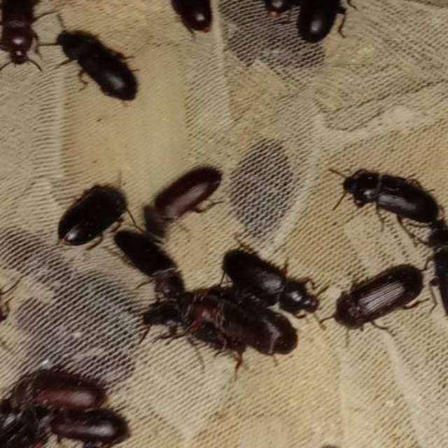 Kumbang Kepik Ulat Hongkong