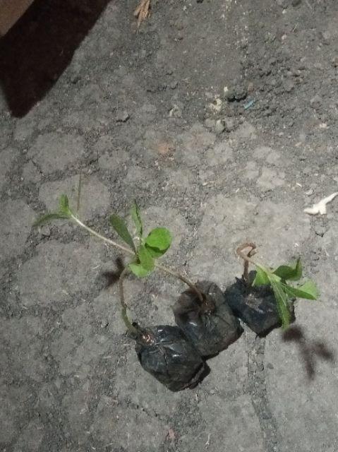 Ginseng Jawa Tanaman Herbal