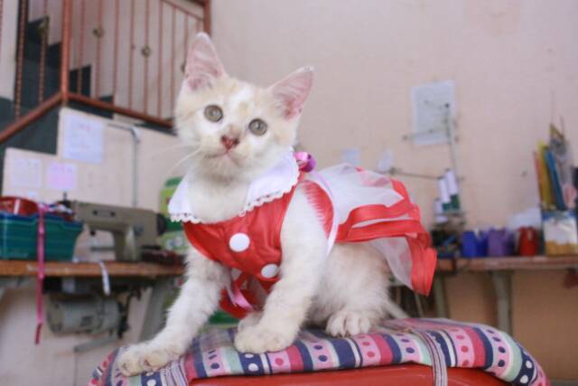 Baju kucing model dress merah lucu untuk kucing dan anjing / baju kucing termurah size S M L XL