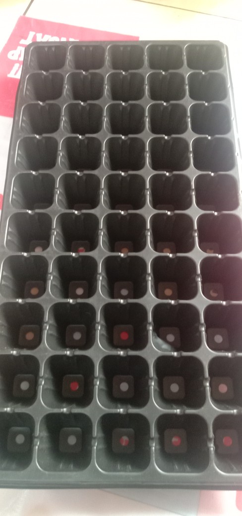 Traypot Tray Semai Pot Semai 50 Lubang Pot Tanaman Traypot Seedling Bibit Nampan Hidroponik