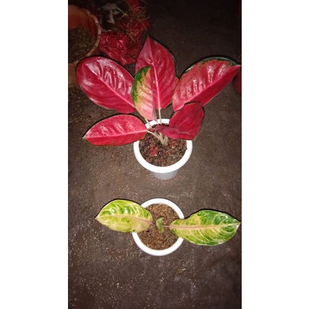 paket 2 aglonema red mella/baby obama