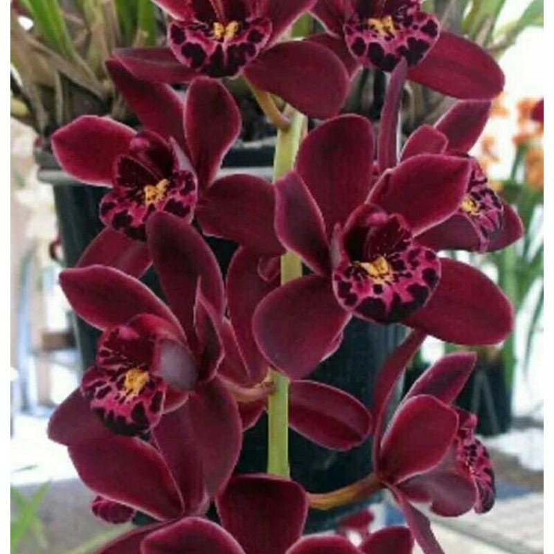 Anggrek Cymbidium ensifolium