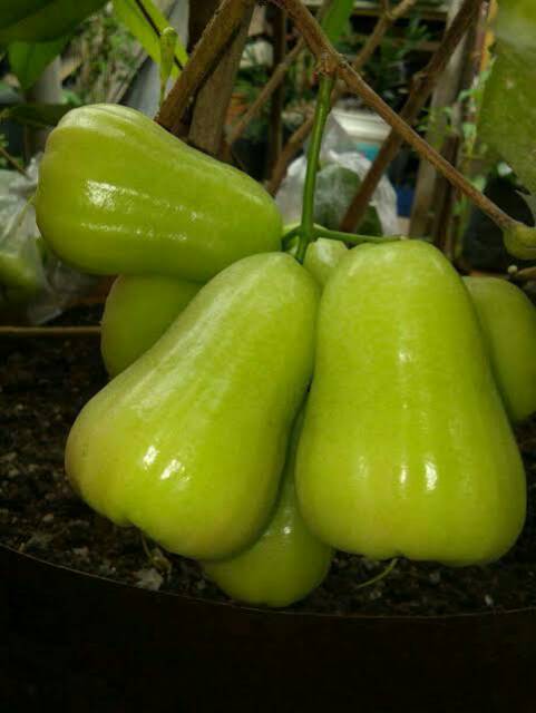 Bibit Jambu Air Madu Deli Hijau Okulasi Cepat Berbuah (Jaminan Original)