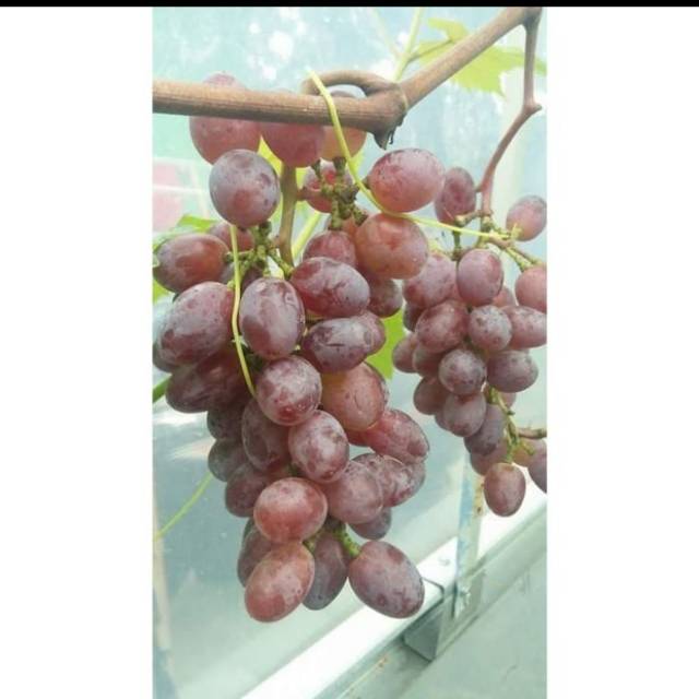 Bibit Anggur Import JUPITER Seedless