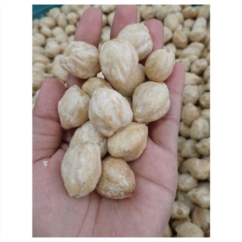 

KEMIRI UTUH 500 Gr KWALITAS SUPER TERBAIK