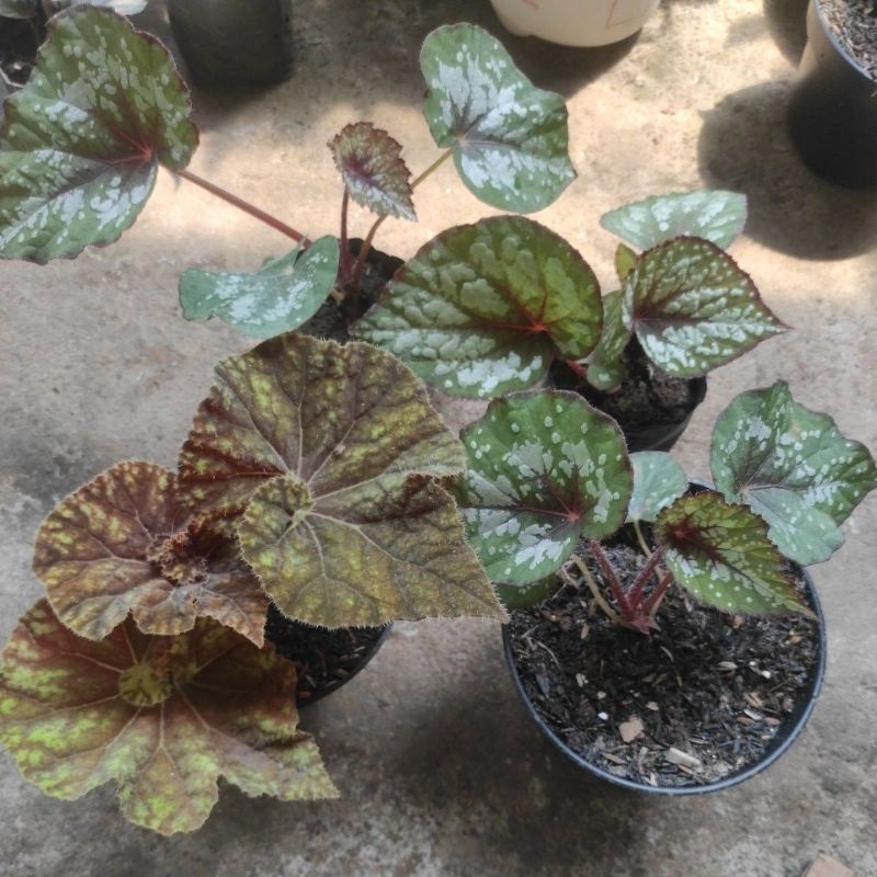 begonia silver ungu keong kuning black knight ukuran remaja sudah besar