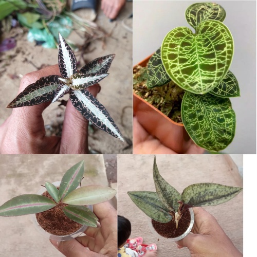 (1 paket) 4 jenis tanaman hias jewel orchid / kiaksara