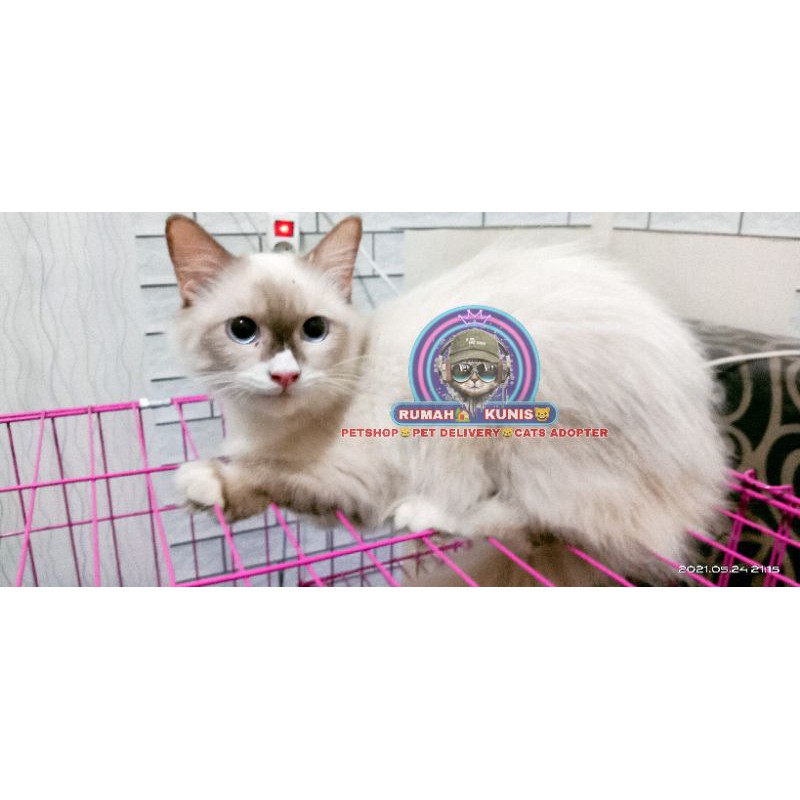 kucing Ragdoll bicolor simetris