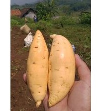 

Ubi Madu Cilembu