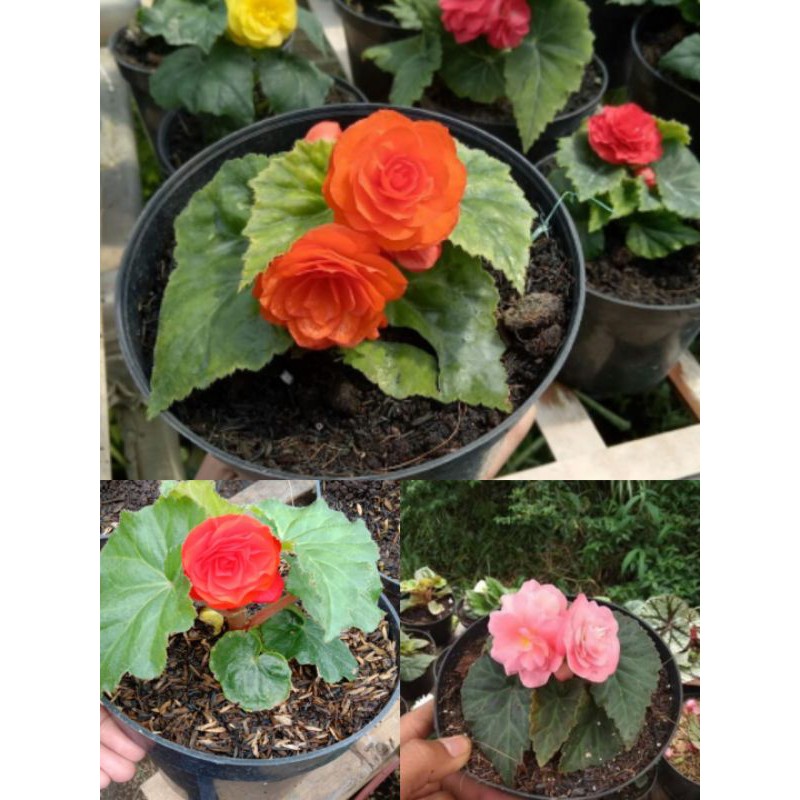 paket 3pcs begonia mawar/begonia tuberhybrida