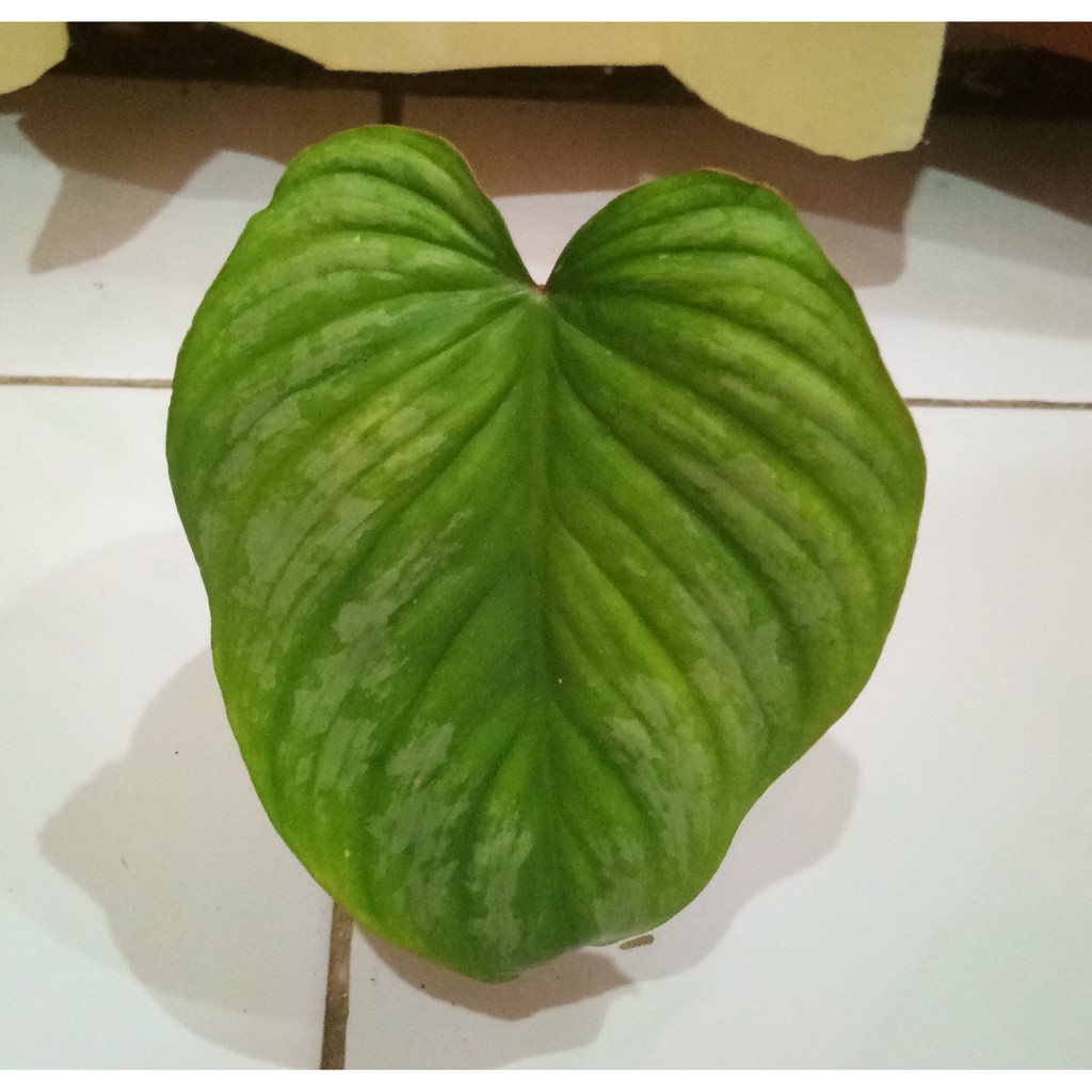 PHILODENDRON MAMEI