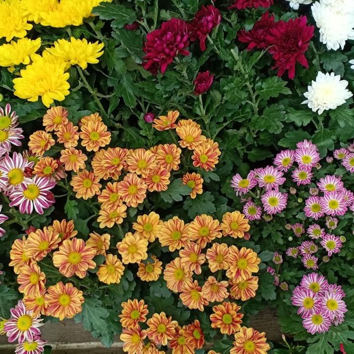 Tanaman Krisan / Bunga Krisan / Tanaman Bunga Hidup Krisan / Kerisan