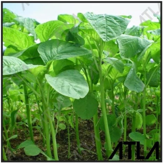 Biji Benih Bayam Hijau 1 kg Bibit Tanaman Bayem Sayur per Kiloan Sayur 1kg