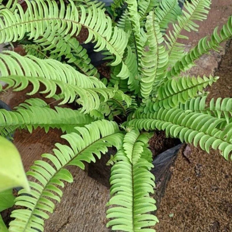 Tanaman Hias Pakis Kelabang / Tanaman Hidup Gantung Pakis Kelabang / Bunga Hias Pakis