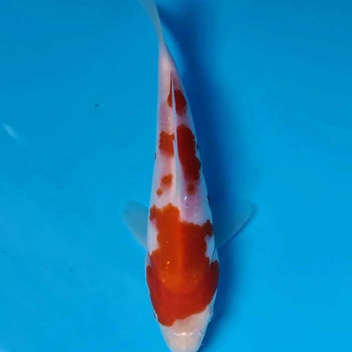 KOI ikan koi import kohaku farm Maruyama 7
