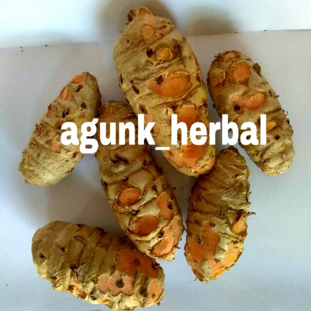 

Biang / Bonggol / Induk Kunyit Kuning Organik 1kg