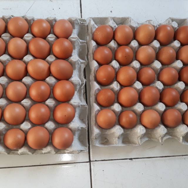 

Telur cangkang coklat