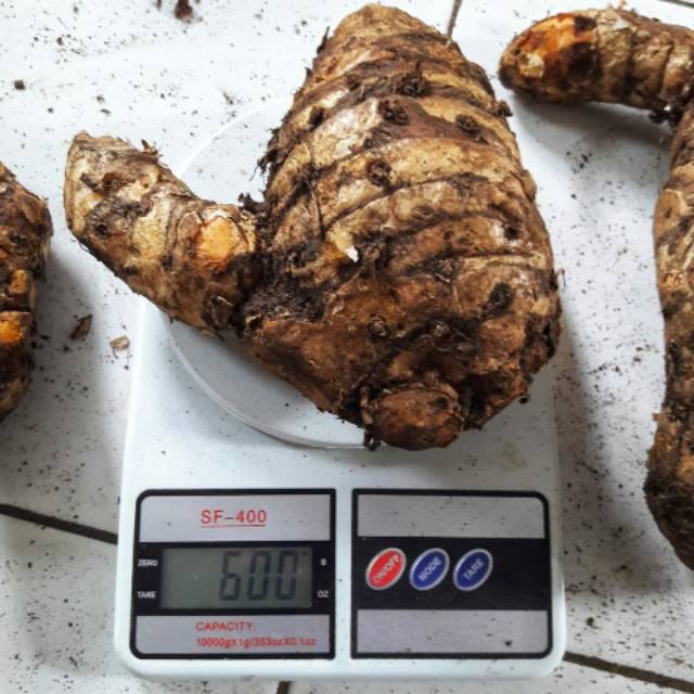 

Temulawak segar 1 kg/temulawak segar 1 kg ukuran besar