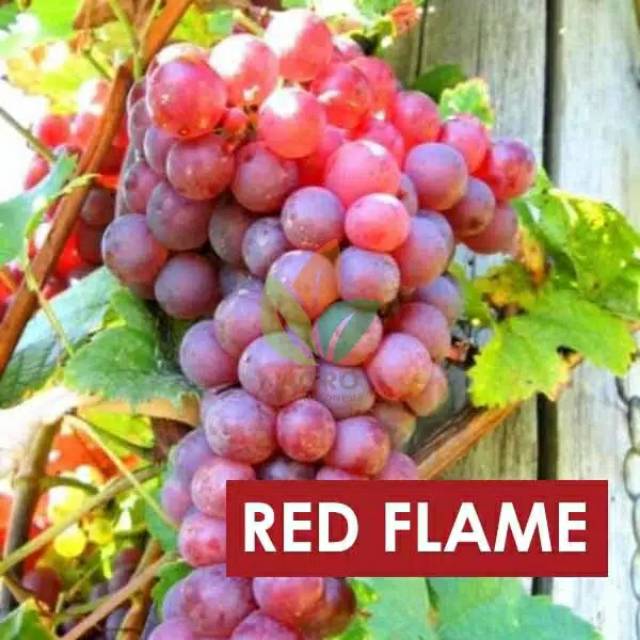 Bibit anggur import jenis red flame