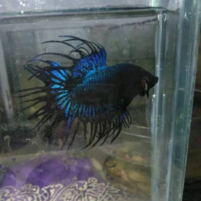 IKAN CUPANG CROWNTAIL/SERIT