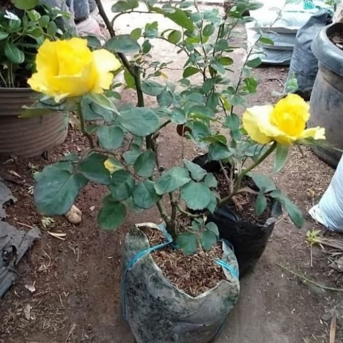 tanaman hias bunga mawar - pohon bunga mawar - tanaman mawar