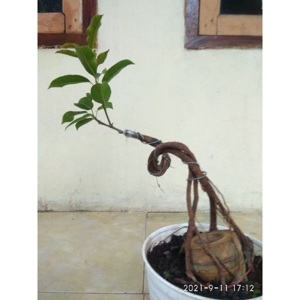REAL PICT BONSAI BUNUT PUCUK MERAH LANGKA DAN UNIK HASIL OKULASI