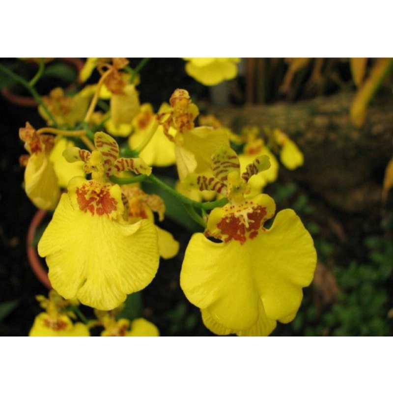 anggrek Oncidium ampliatum seedling